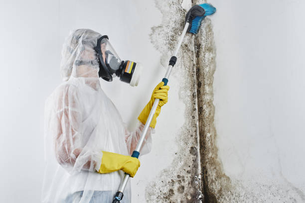 Best Emergency Mold Remediation in Tahlequah, OK