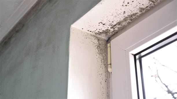 Best DIY Mold Remediation Support Services in Tahlequah, OK