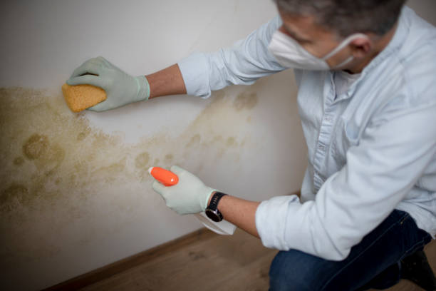 Best Insurance-Related Mold Remediation in Tahlequah, OK