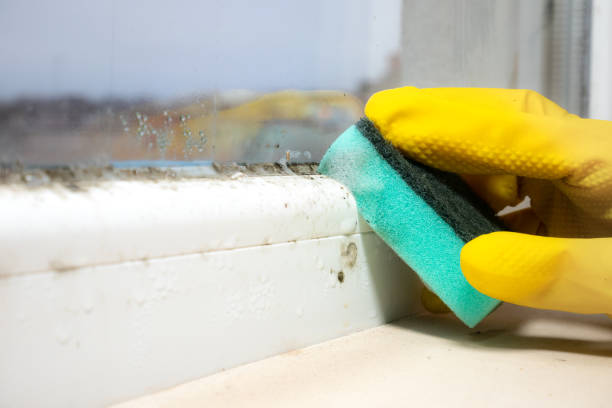 Best White Mold Remediation in Tahlequah, OK