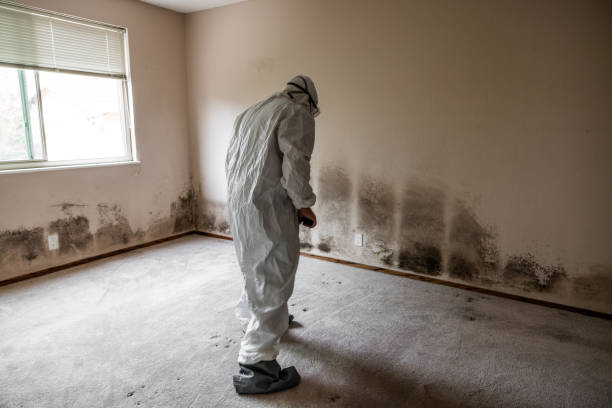 Best Health and Safety Mold Remediation in Tahlequah, OK
