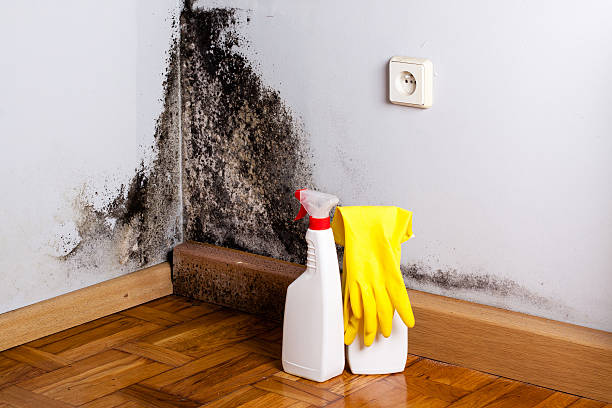 Best Mold Testing and Inspection Services in Tahlequah, OK