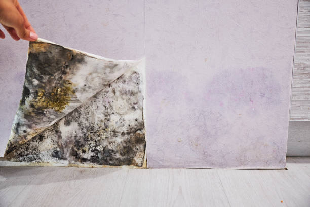 Best Residential Mold Remediation in Tahlequah, OK